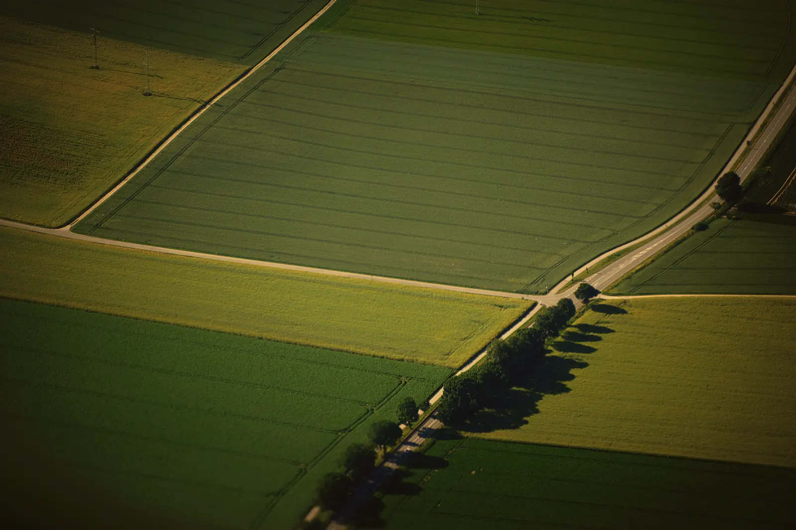 Aerial view of farmland in low evening light, a line of trees along a country road