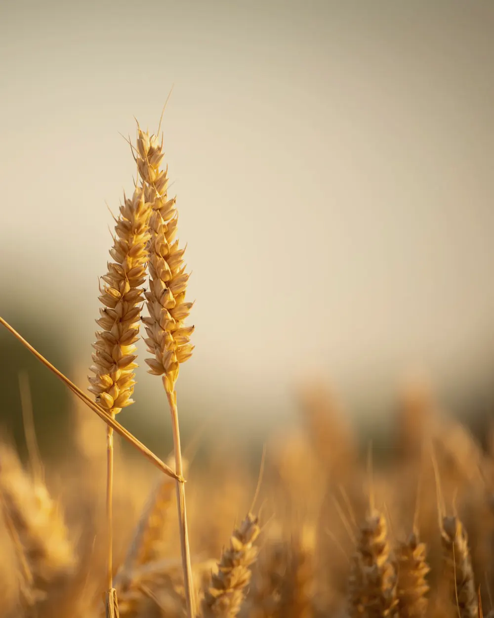 Ears of wheat against low evening sun